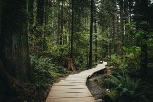 A boardwalk path in British Columbian nature